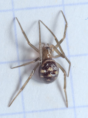 Steatoda grossa