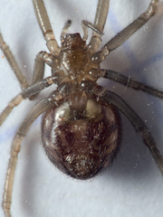 Steatoda grossa