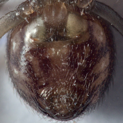 Steatoda grossa