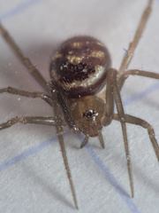 Steatoda grossa