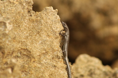 Cryptoblepharus africanus