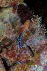 Notoclinops caerulepunctus