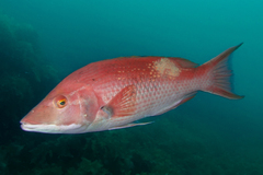 Bodianus unimaculatus