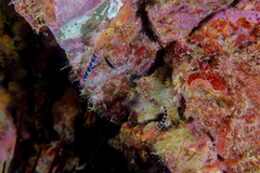 Notoclinops caerulepunctus