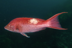 Bodianus unimaculatus