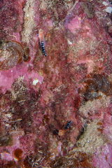 Notoclinops caerulepunctus