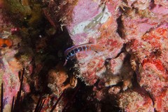 Notoclinops caerulepunctus