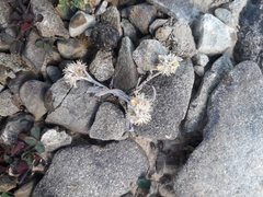 Pseudognaphalium ephemerum