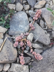 Chenopodium detestans