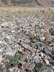 Chenopodium detestans