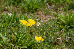 Anthocharis scolymus