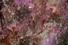 Notoclinops caerulepunctus