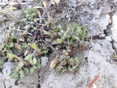 Centipeda aotearoana