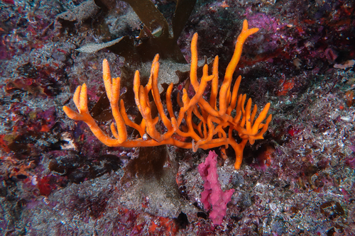 Pararhaphoxya sinclairi