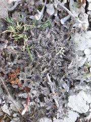 Leptinella maniototo