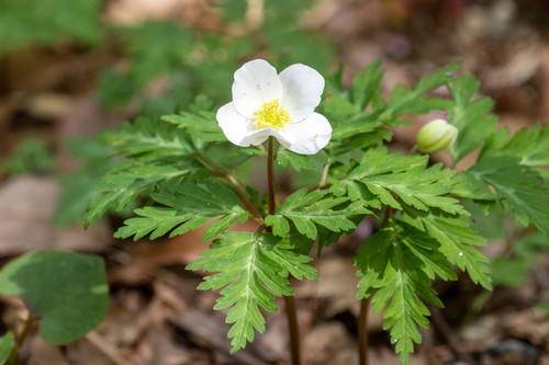 Anemone nikoensis, photograph 6