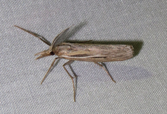 Thaumatopsis pexellus