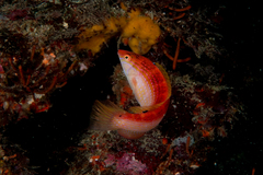 Suezichthys arquatus