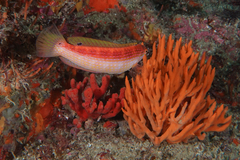 Suezichthys arquatus