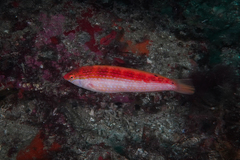 Suezichthys arquatus