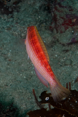 Suezichthys arquatus