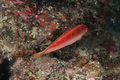 Suezichthys arquatus