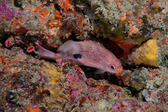 Caesioperca lepidoptera