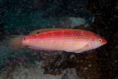 Suezichthys arquatus