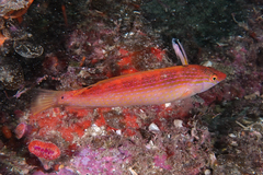 Suezichthys arquatus