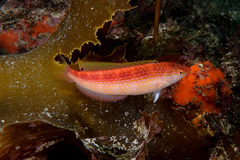Suezichthys arquatus