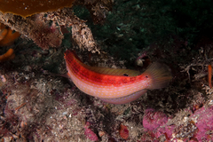 Suezichthys arquatus