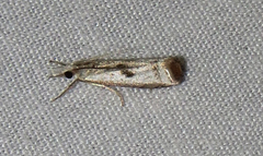 Microcrambus croesus