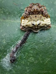 Arkys speechleyi