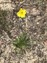 Oenothera stricta stricta