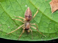 Clubiona robusta