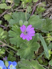Geranium molle