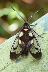 Trypanophora semihyalina