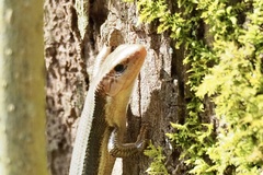 Plestiodon japonicus