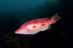 Bodianus unimaculatus