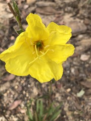 Oenothera stricta stricta