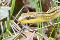 Elaphe quadrivirgata