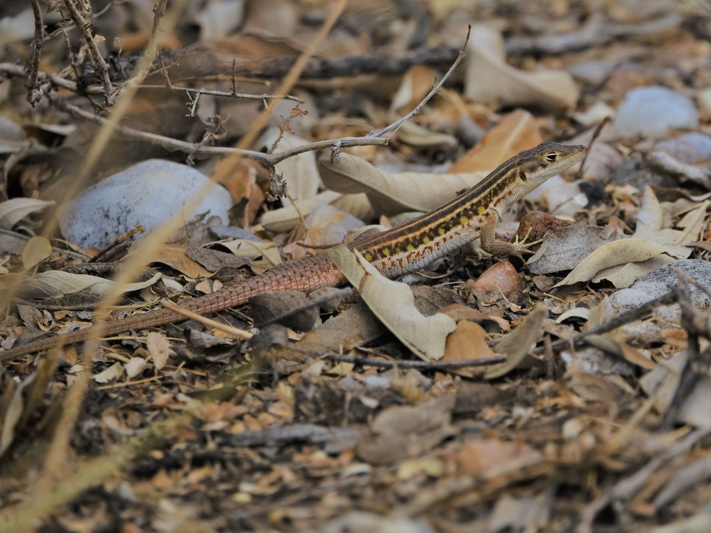 Western Sand Lizard