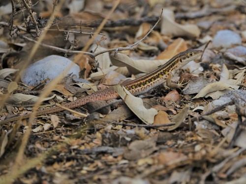 Western Sand Lizard