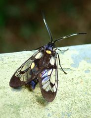 Trypanophora semihyalina