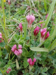 Trifolium eriosphaerum