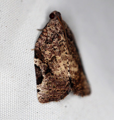 Meritastis ursina