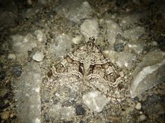 Trichopteryx terranea