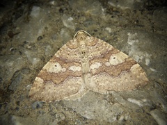 Idiotephria evanescens