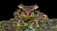 Philautus macroscelis