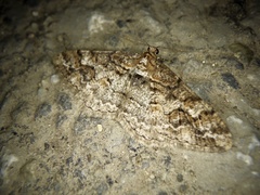 Pseuderannis lomozemia